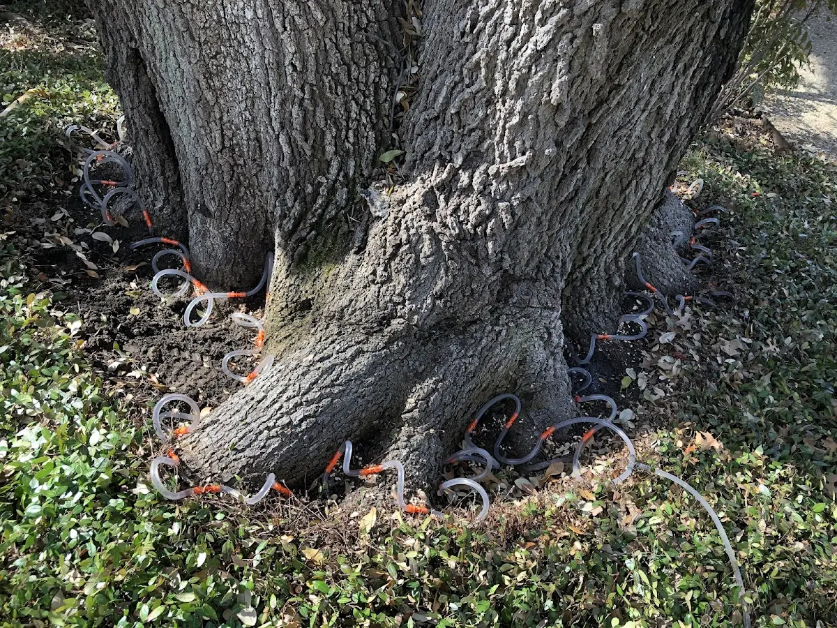Detailed Tree Cabling and Bracing job site in Bryson City